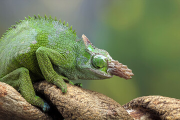 Chameleon fischer closeup on tree, animal closeup