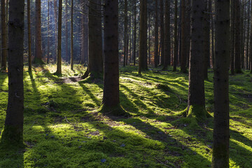 sunlight in the spruce forest with green moss carpet