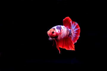 beauty, exotic  of the tail of the red and white male betta fish, fight fish in the aquarium black background 