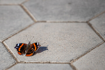 Fototapeta na wymiar Red Admiral butterfly on the ground
