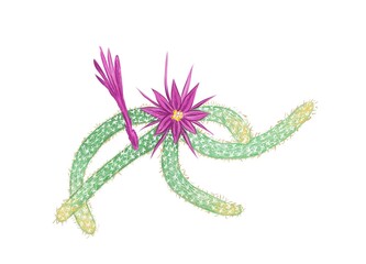 Illustration Hand Drawn Sketch of Disocactus Flagelliformis or Rat Tail Cactus. A Succulent Plants with Sharp Thorns for Garden Decoration.
