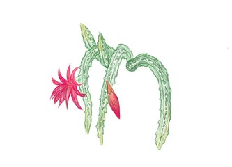 Illustration Hand Drawn Sketch of Disocactus Mallisonii or Rat Tail Cactus. A Succulent Plants with Sharp Thorns for Garden Decoration.
