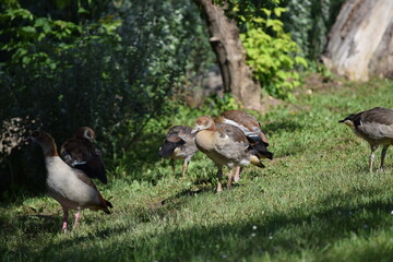 young Egyptian goose with Fluff