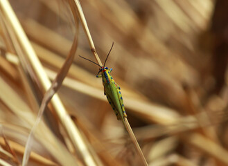 Painted Grasshopper Bush Forest Zambia Africa