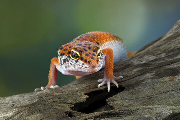 leopard gecko in wood