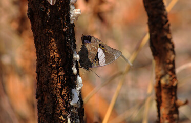 Swallowtail Butterfly Bush Forest Zambia Africa