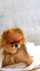  Cute  dog .Small  happy  fluffy pomeranian dog in a   towel after bath, grooming. Happy dog