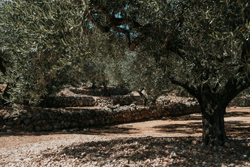 Olive tree