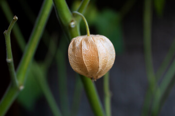 Cape gooseberry (Peruvian ground cherry) in the garden.