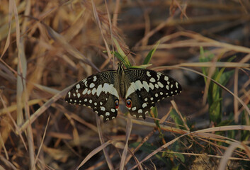 Citrus Swallowtail Butterfly or Christmas Butterfly Bush Forest Zambia Africa