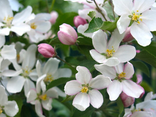 young apple tree blooms with large white-pink flowers in the spring