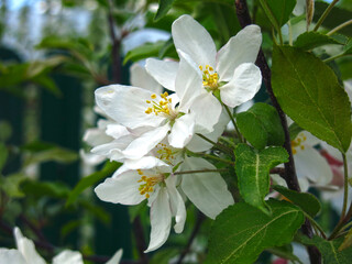 young apple tree blooms with large white-pink flowers in the spring