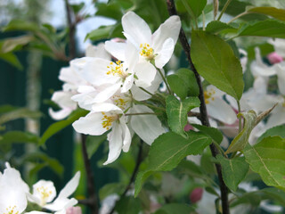 young apple tree blooms with large white-pink flowers in the spring