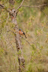 Erithacus rubecula bird over a pine tree branch in the forest