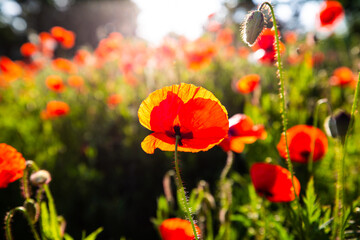 Field of poppies, nature, blue sky, joie de vivre