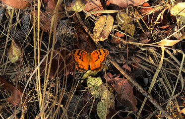 Swallowtail Butterfly Bush Kafue National Park Zambia Africa