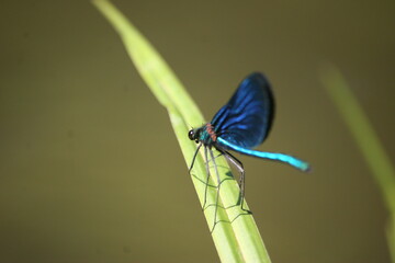 Blue damselfly perched on grass