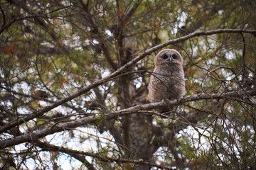 Little strix aluco owl over a pine tree branch in the forest