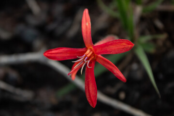 Red flower with visible stamens.