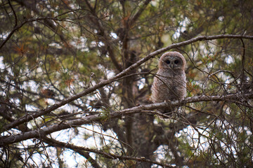Little strix aluco owl over a pine tree branch in the forest