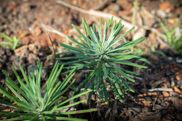 Brazilian arnica in natural reserve.