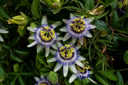 Pasiflora de jardín o Passiflora Incarnata фотография Stock | Adobe Stock