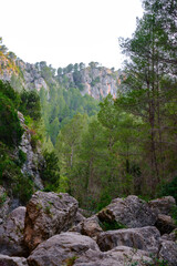 Clear view of a forest surrounded of pine trees and rocks.