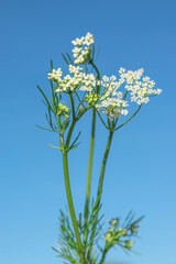 Medicinal plant cumin.Cárum cárvi. An aromatic plant, spice, seasoning, used in cooking.Selective focus. Isolated on a blue background