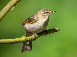 Chiffchaff warbler