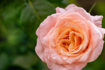 Clouse up of Beautiful orange roses flowers on blurred green garden background.