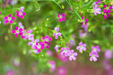 Closeup of  small pink flowers on a blurred green garden background.