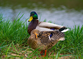family couple of ducks in the grass by the river