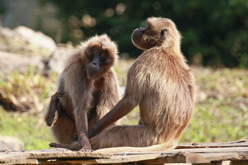 Couple de Macaques