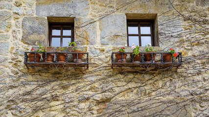 Two windows of an old house with flower pots and ivy covered wall in winter.