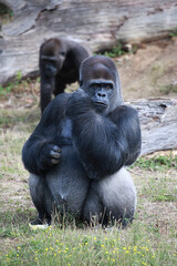 Gorille mâle assis