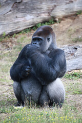 Gorille mâle assis