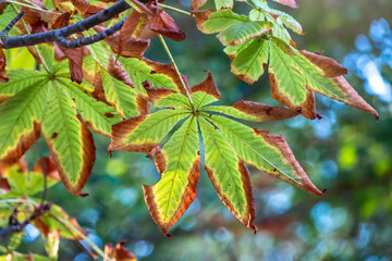 Horse chestnut leaves begin to dry and curl at edges due to heat and drought. The color of leaf changes smoothly from green to yellow and then to brown. Early autumn. Selective focus.