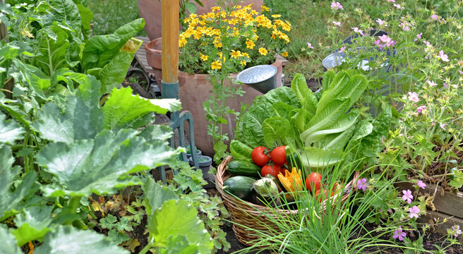  basket filled with freshly picked seasonal vegetables in the garden