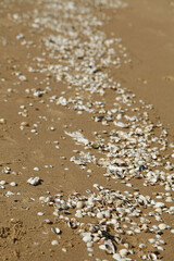Fototapeta na wymiar Coquillages déposés par la mer sur une plage