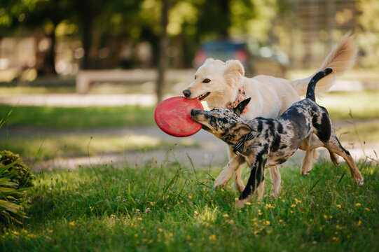 Koolie and a white shepherd playing with a toy in a park on a sunny day