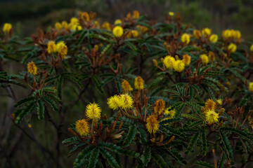 Yellow globular flowers in the Brazilian Cerrado.