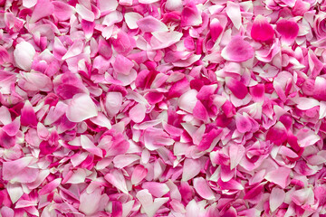 Top view of beautiful pink rose petals for background or textures.