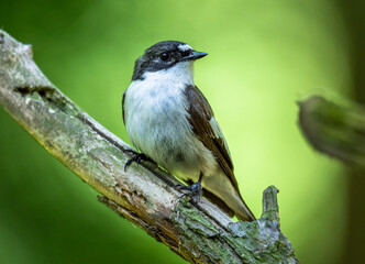 Pied flycatcher
