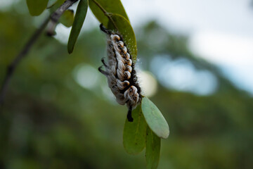 Exotic caterpillar with white and black bristles from Brazil.