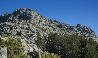 Naklejka na ściany i meble Forest of Scots pine tree, Pinus sylvestris, and high-mountain scrublands. Photo taken in Guadarrama Mountains National Park, province of Madrid, Spain