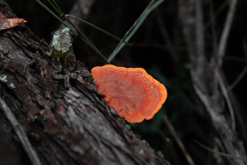 Orange mushroom growing on tree trunk.
