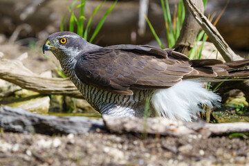 Close-up view of Northern goshawk (Accipiter gentilis), with out of focus background.