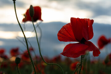 Obraz premium Beautiful red poppy flower bud on the background of the evening sky