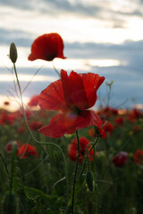 Beautiful red poppy flower bud on the background of the evening sky in the rays of the setting sun