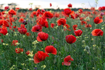 Poppy flowers field, landscape photography